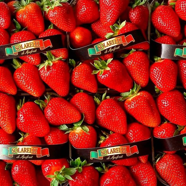 fragole solarelli